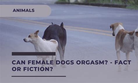 female dog orgasm|Sexual Behavior in Dogs .